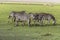 Zebras, Ngorongoro Crater, Tanzania