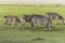 Zebras, Ngorongoro Crater, Tanzania