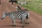 Zebras, Ngorongoro Crater, Tanzania