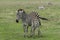 Zebras, Ngorongoro Crater, Tanzania