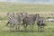 Zebras, Ngorongoro Crater, Tanzania