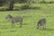 Zebras, Ngorongoro Crater, Tanzania