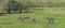 Zebras, Ngorongoro Crater, Tanzania