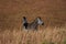 Zebras in Nyika National Park