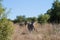 ZEBRAS IN OPEN WOODLAND IN SOUTH AFRICAN LANDSCAPE