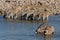 Zebras and Oryx drinking water, Okaukeujo waterhole