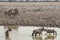 Zebras and Oryx at the waterhole at Okaukuejo, Etosha - Namibia.