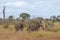 Zebras photographed in the bush at Kruger National Park, South Africa