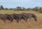 Zebras photographed in the bush at Kruger National Park, South Africa