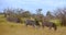 Zebras photographed in the bush at Kruger National Park, South Africa