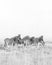 Zebras on a plain in Etosha in black and white