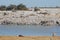 Zebras with pond water in Etosha National Park - Namibia