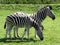 Zebras in profile one bending