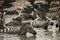 Zebras resting in a river, Serengeti, Tanzania