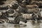 Zebras resting in a river, Serengeti, Tanzania