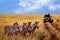 Zebras on the road in Serengeti national park in front of the car with tourists.