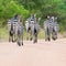 Zebras running on a path showing backsides in Uganda, Africa