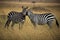 Zebras in a safari in Masai Mara, Kenya