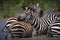 Zebras in a safari in Masai Mara, Kenya