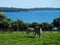 ZEBRAS IN THE SAFARI PARK, BRIJUNI, CROATIA