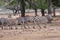 Zebras in Safari Park, Ramat Gan, Israel