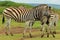 Zebras in safari park, South Africa