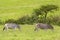 Zebras in safari park, South Africa