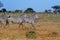 Zebras in Savana