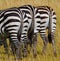 Zebras in savanna. Kenya. Tanzania. National Park. Serengeti. Maasai Mara.