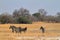 Zebras in the Savannah