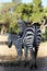 Zebras on savannah