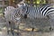 Zebras on savannah