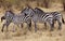 Zebras in the Savannah grassland, Masai Mara