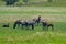 Zebras in the savannah Mozambique Africa