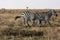 Zebras in the savannah. Sociable zebras. Masai Mara, Africa