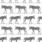 Zebras seamless pattern. Vector black and white background