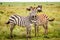 Zebras on the Serengeti