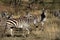 Zebras in the Serengeti Savannah