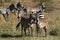 Zebras in the Serengeti Savannah