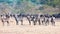 Zebras in the Serengeti, Tanzania, Africa. Zebras in front of gnus in African savanna.