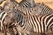 Zebras at Serengueti cebras