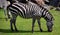 Zebras are several species of African equids