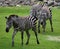 Zebras are several species of African equids horse family