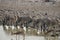 Zebras and springbok at the waterhole at Okaukuejo, Etosha - Namibia.
