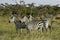 Zebras standing in grass with acacia trees, Kenya