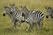 Zebras standing in grass, Kenya