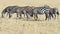 Zebras standing in line with one foal, Serengeti, Tanzania, Africa