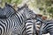 Zebras standing together in Serengeti, Tanzania