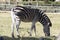 Zebras (subgenus Hippotigris) are African equines with distinctive black-and-white striped coats