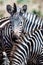 Zebras in Tarangire National Park